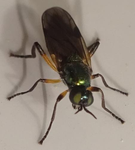 Actina chalybea